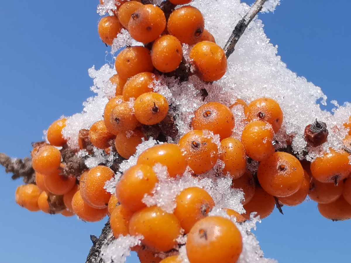 雪中沙棘果