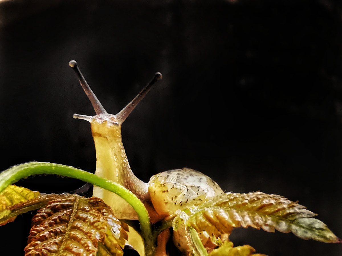 蜗牛手机超级微距模式拍摄昆虫