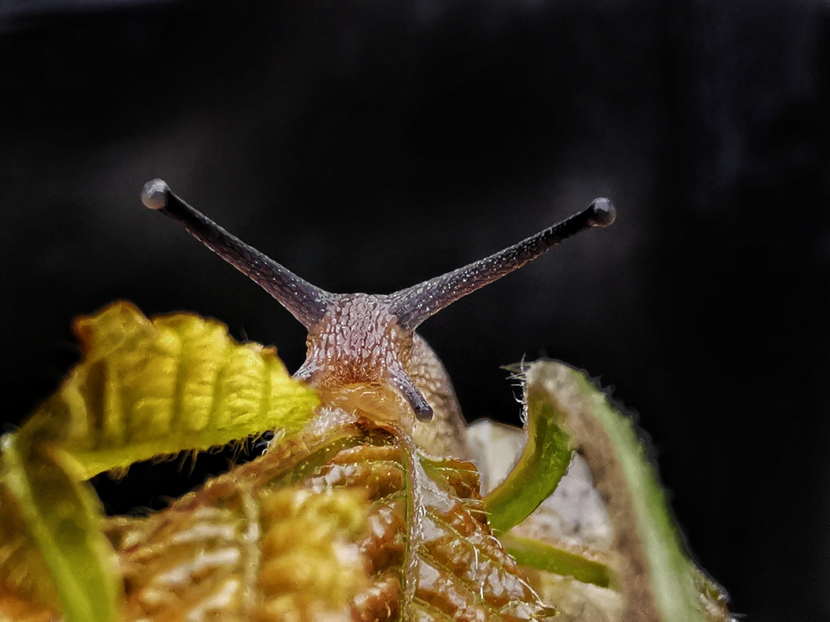 蜗牛手机超级微距模式拍摄昆虫