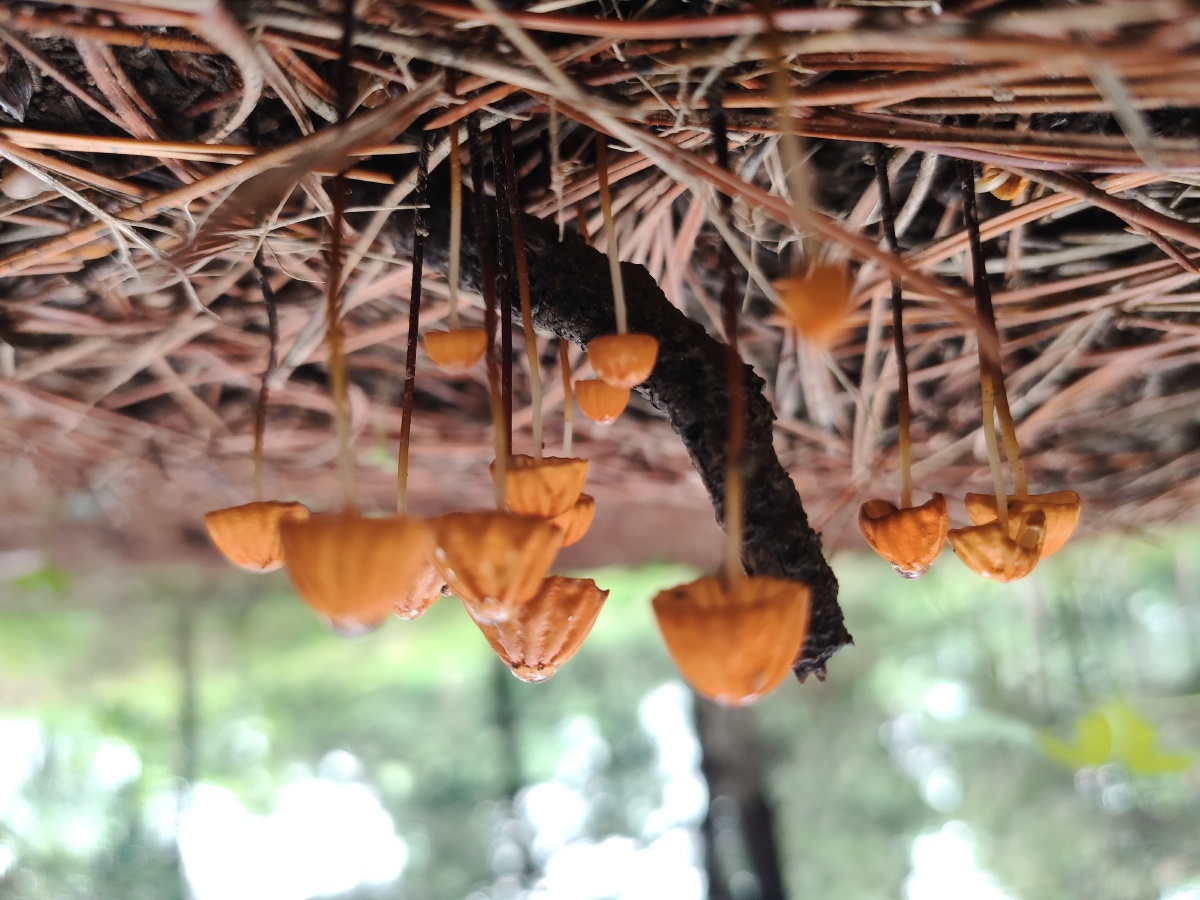 雨后小故事树林里的精灵们蘑菇