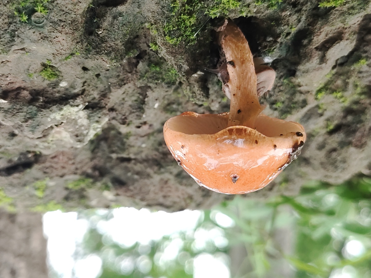 雨后小故事树林里的精灵们蘑菇