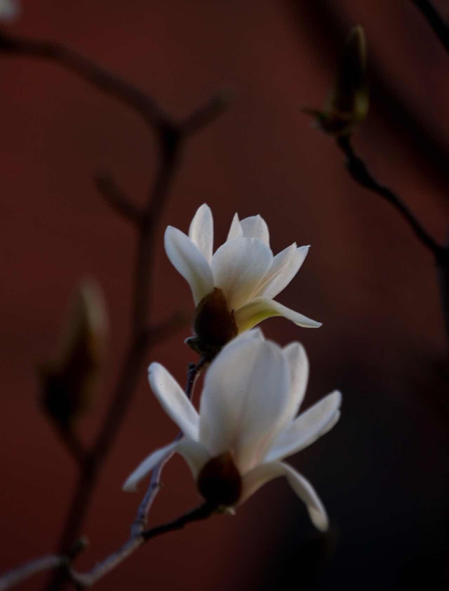 温润如玉的玉兰