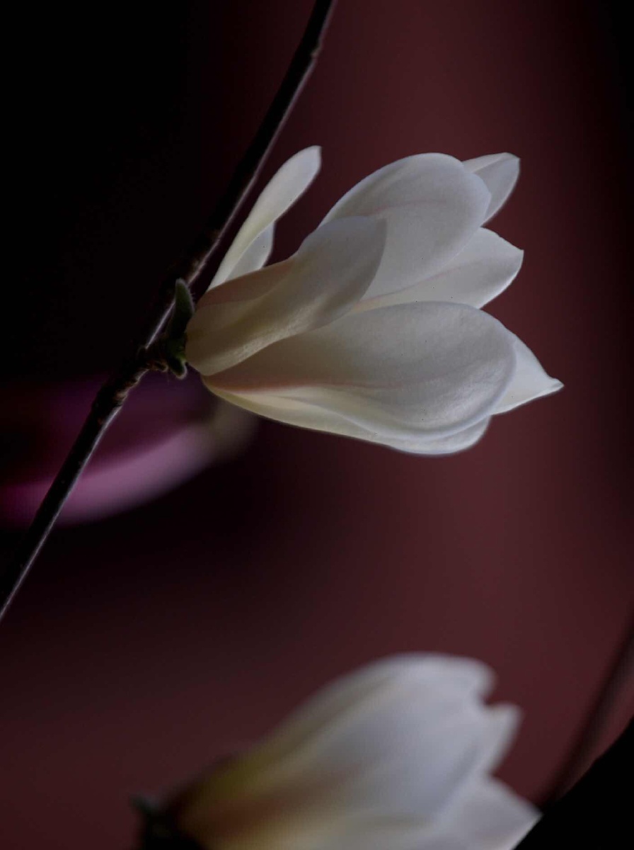 温润如玉的玉兰