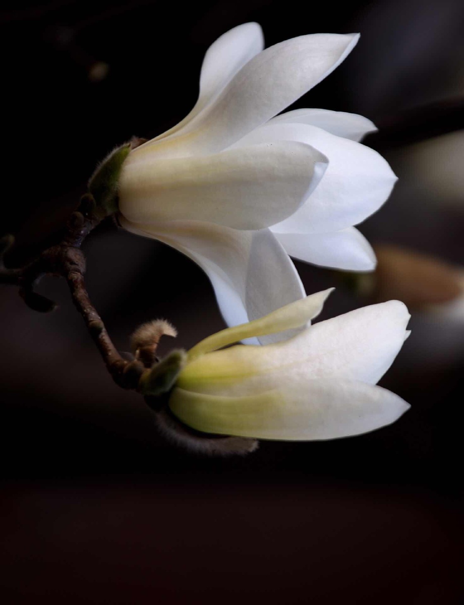 温润如玉的玉兰