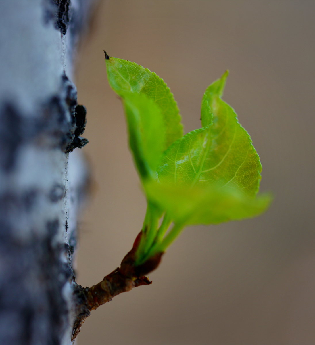 放下个人的痛苦忧郁,溶入春天的生机活力.