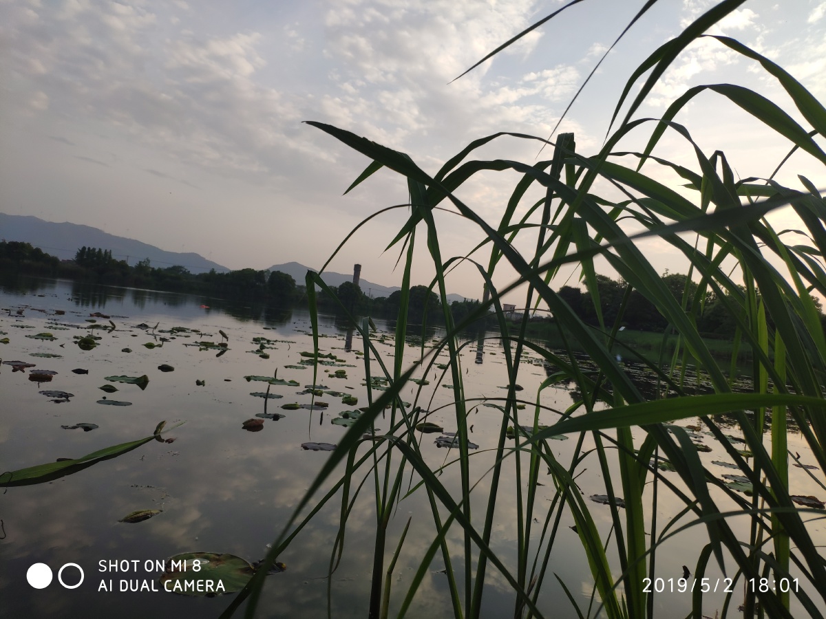 竹外桃花三两枝春江水暖鸭先知