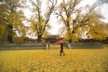《古寺倩影》
