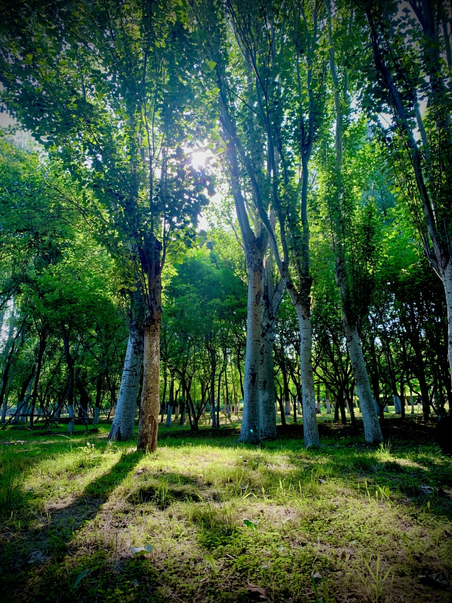 虽然树荫下有些暗有些凉,可抬头望枝头的阳光正灿烂.