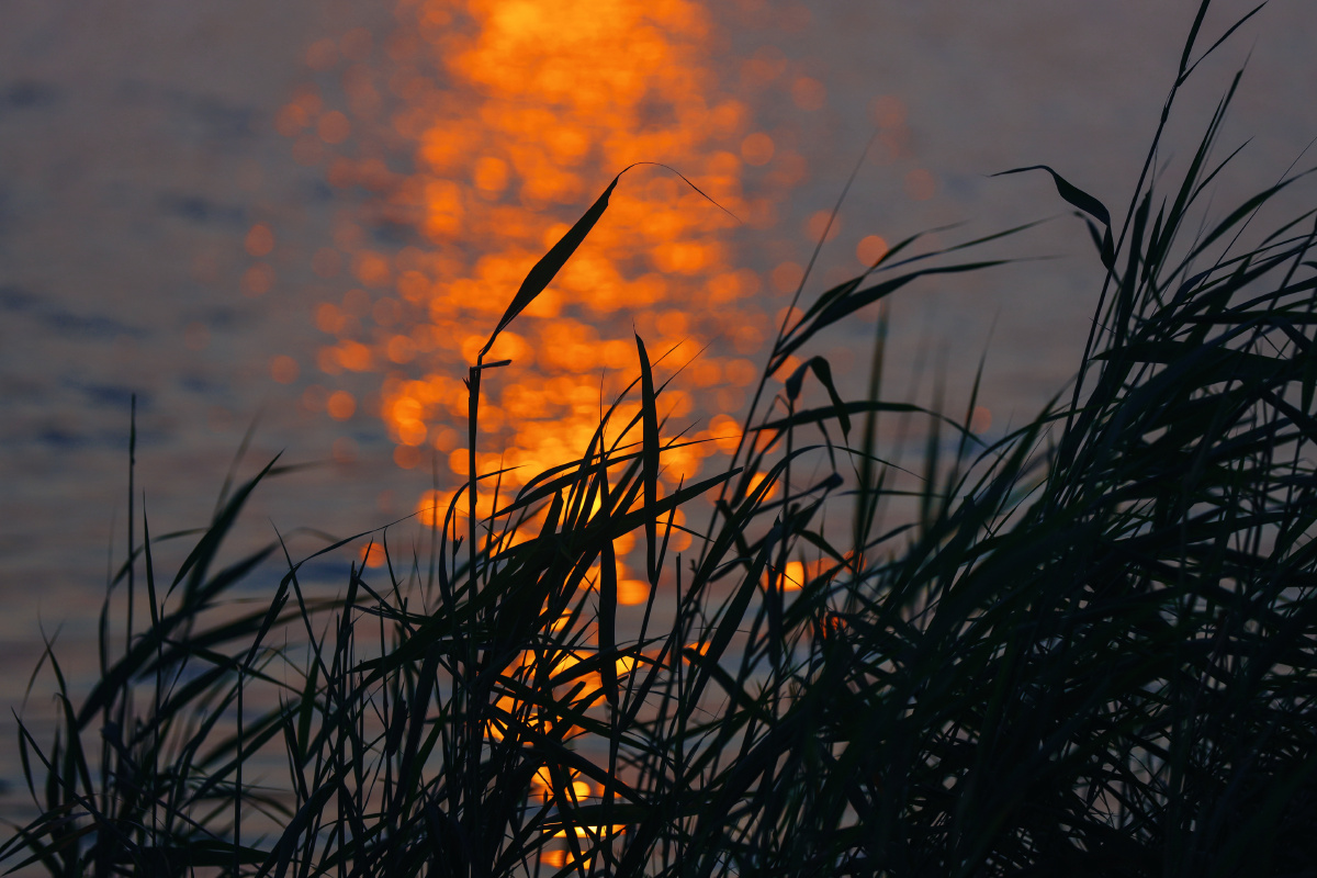 夕阳芦苇才感盛夏忽已入秋