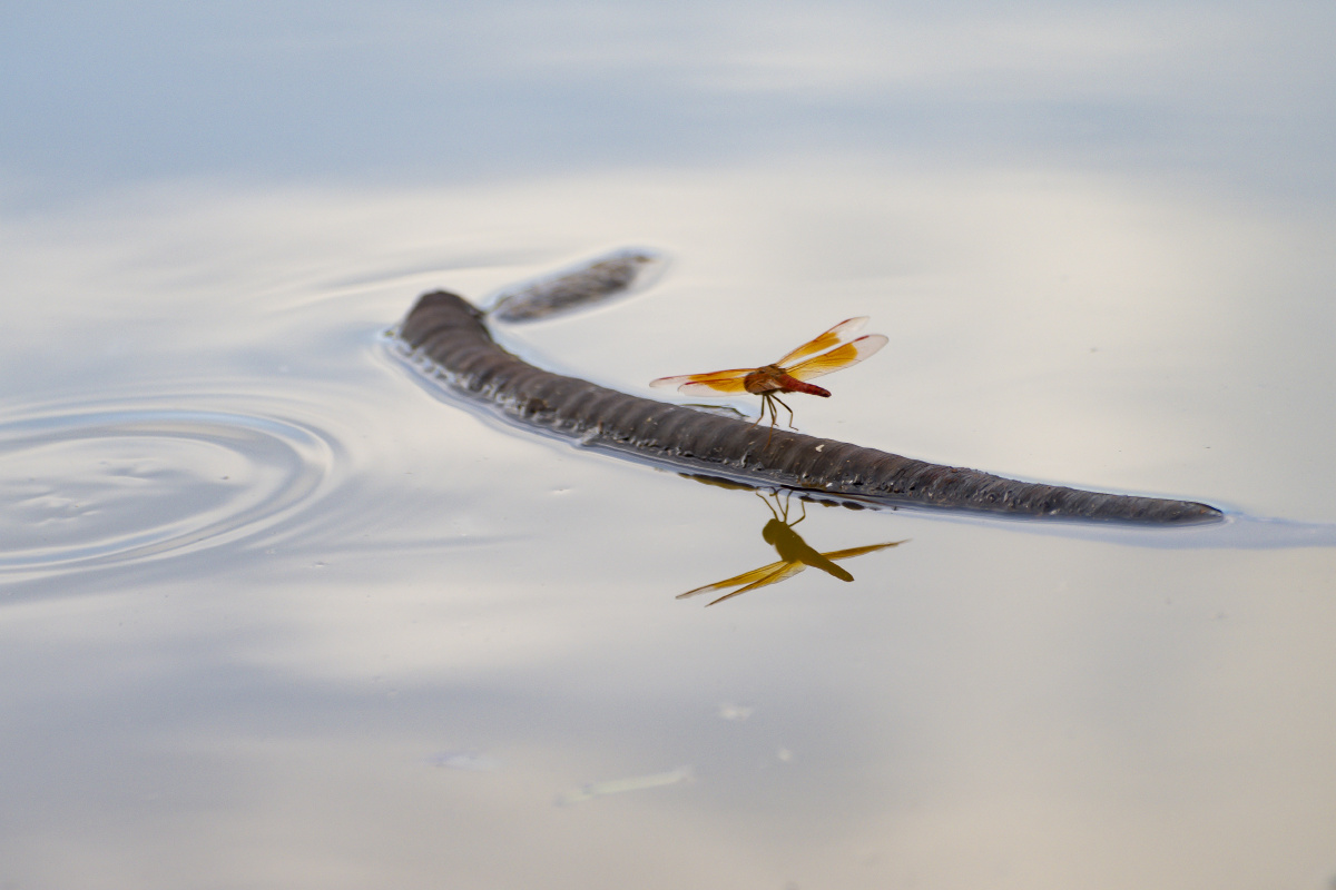 溪水清泠鸟语蝉鸣该怎样描述大自然的绝妙呢那就去户外取点素材吧