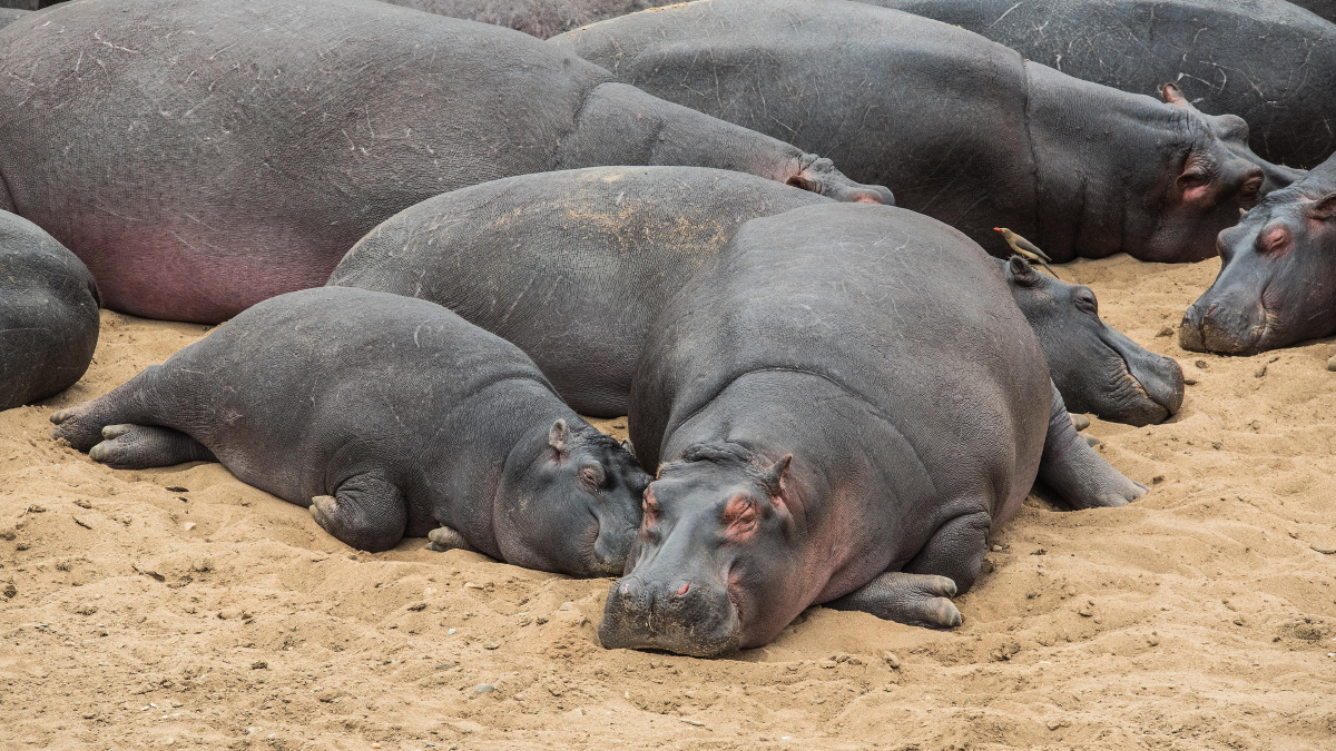 肯尼亚马拉河边睡觉的河马