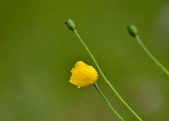 3426798