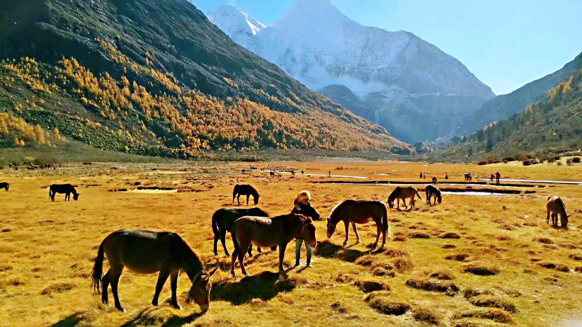 享受阳光拍摄亚丁洛绒牛场