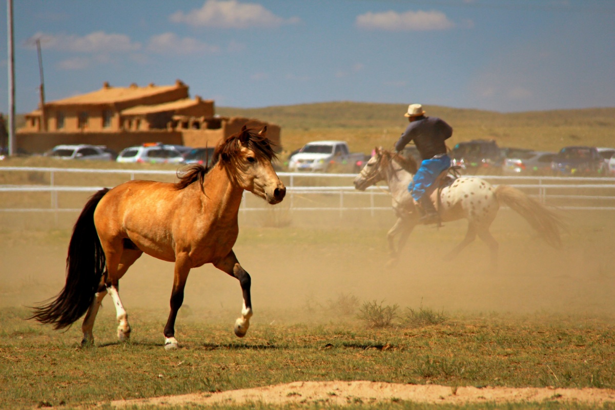 自治区的照片达茂旗蒙古马内蒙古马包头马蒙古马背图片大全高清图片