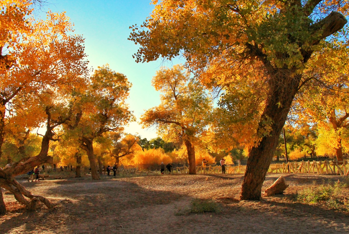 金色胡杨拍摄于内蒙古额济纳旗胡杨林