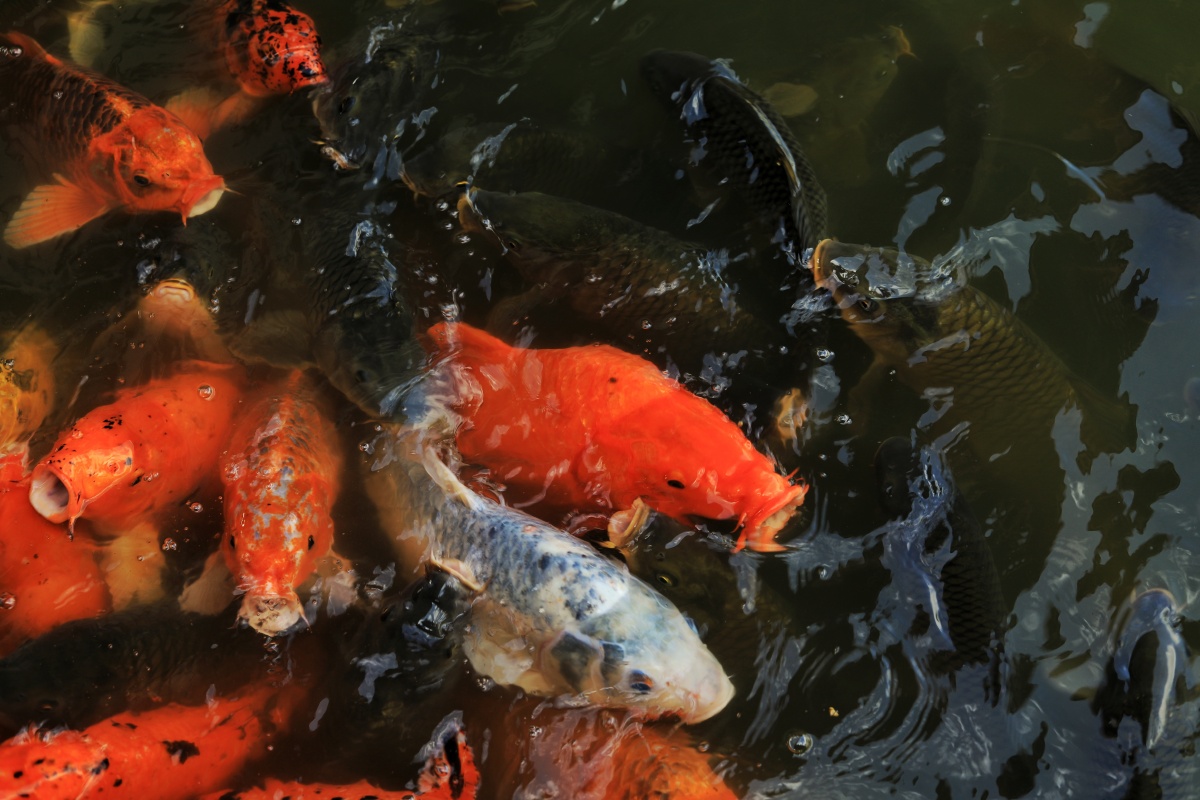 锦鲤拍摄于西安大唐芙蓉园