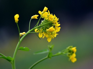 1306755