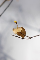 63355