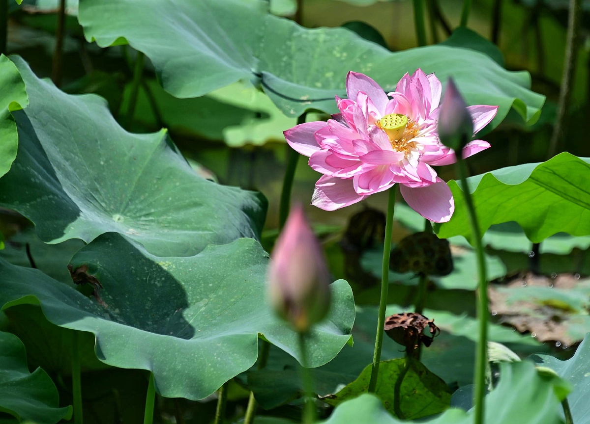 广州莲花山公园赏荷花