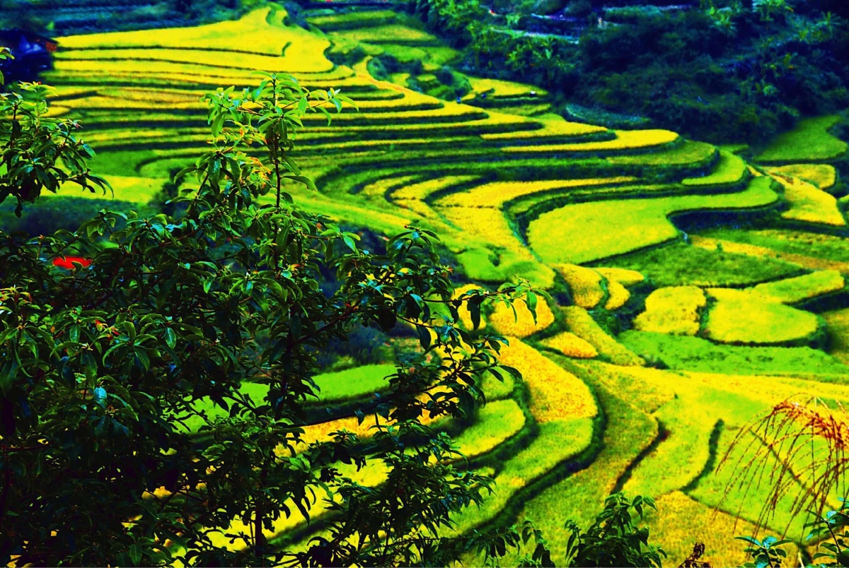 大埔梯田美如画
