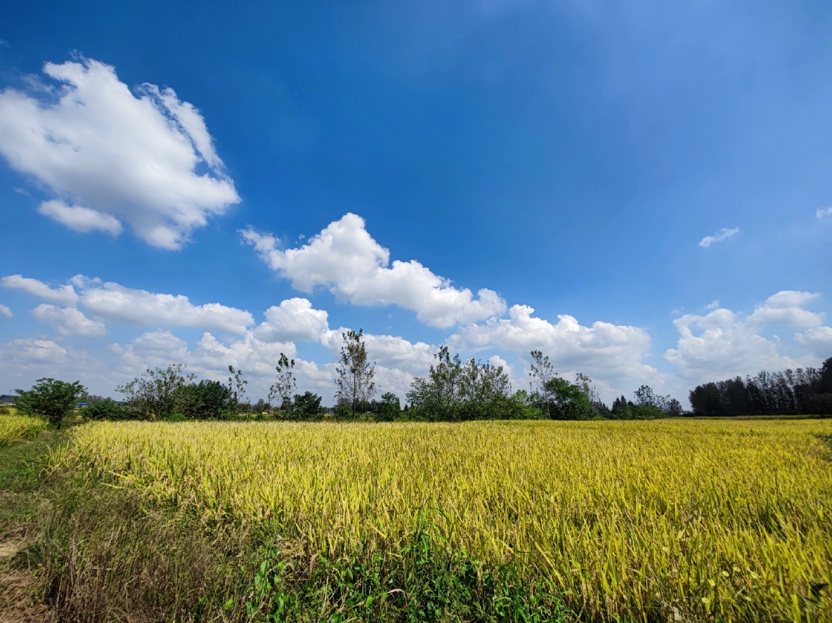 蓝天白云下的稻田