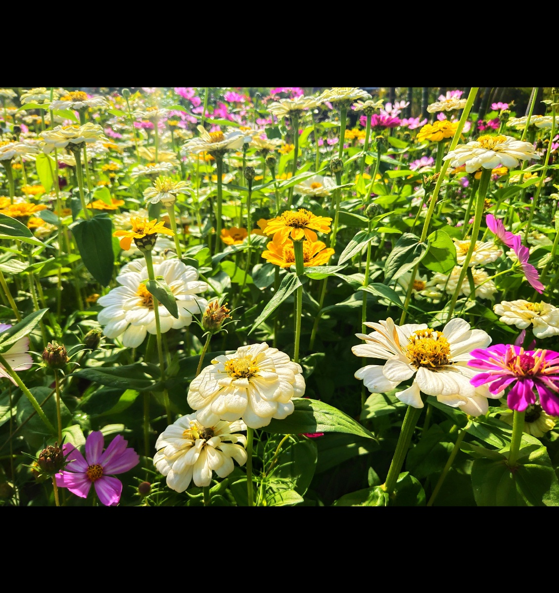 生活像花一样多彩多姿
