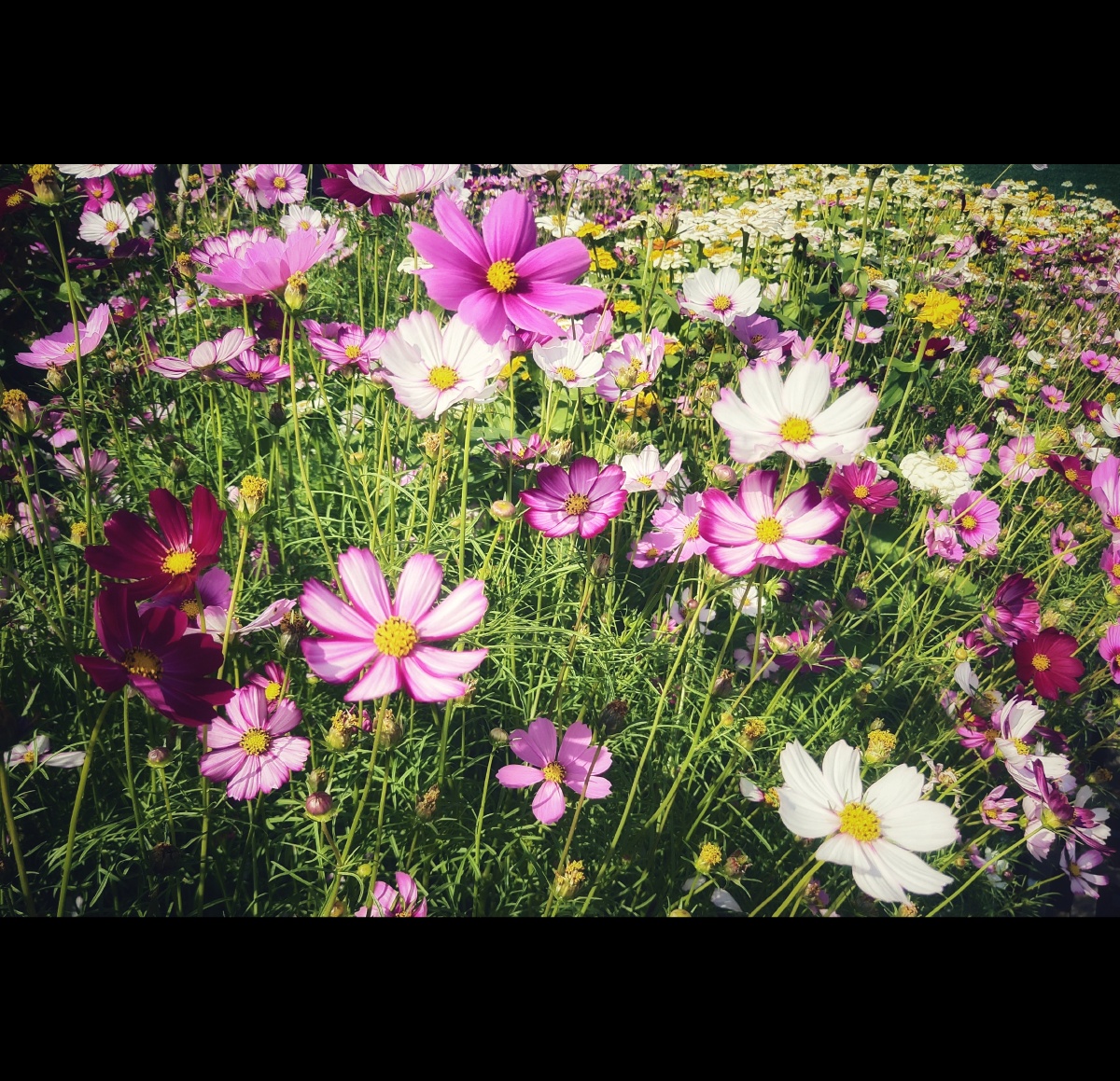 生活像花一样多彩多姿