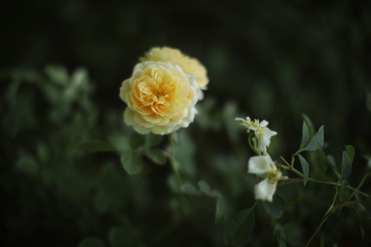 风很温柔花很浪漫