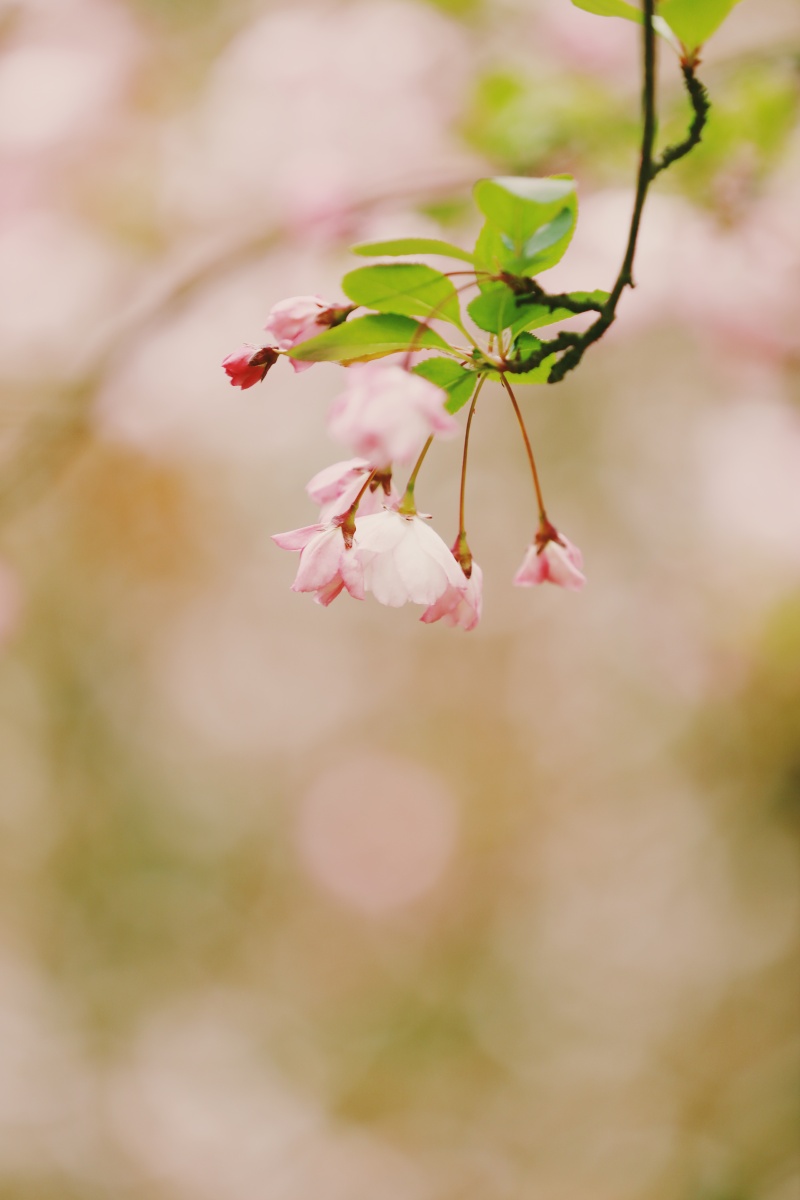 海棠花盛开落花成诗