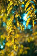 SDIM0013