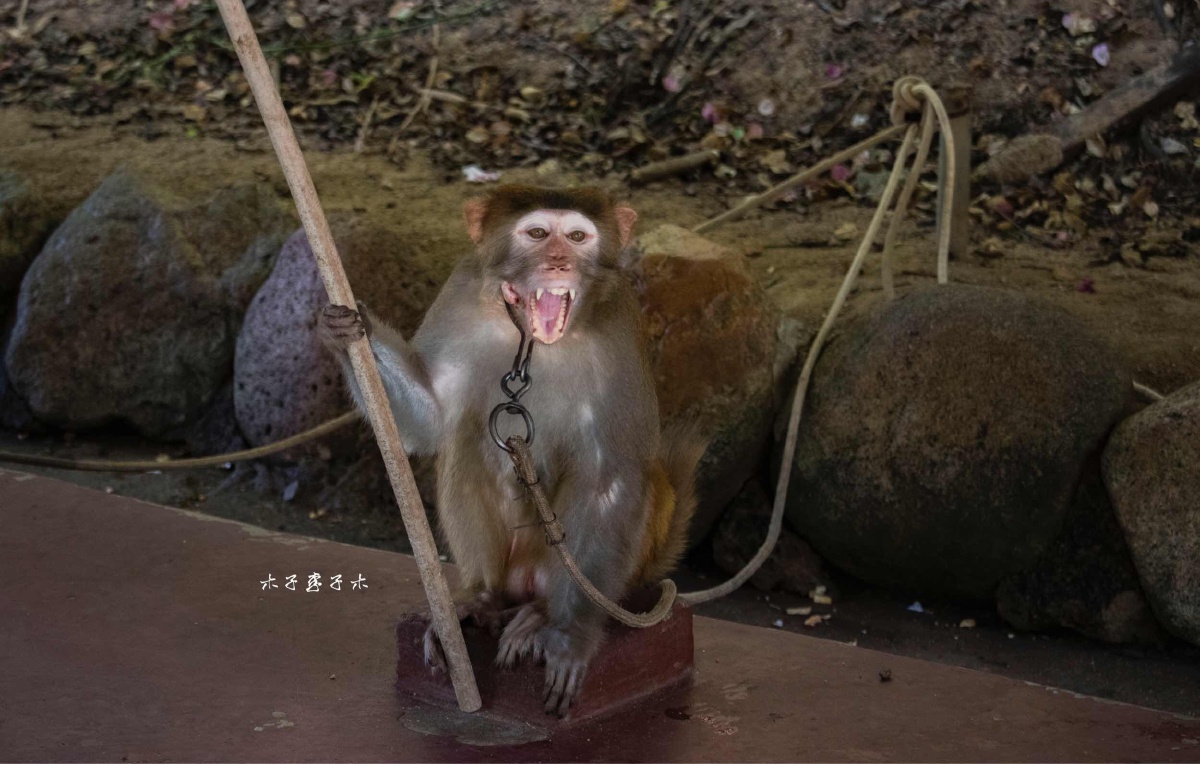 南湾猴岛看猴子的逗逼