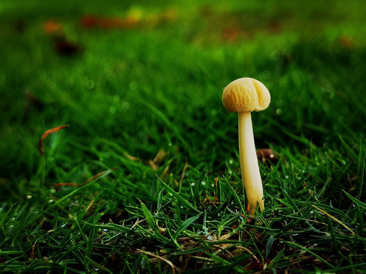 蘑菇- 冯少手机摄影