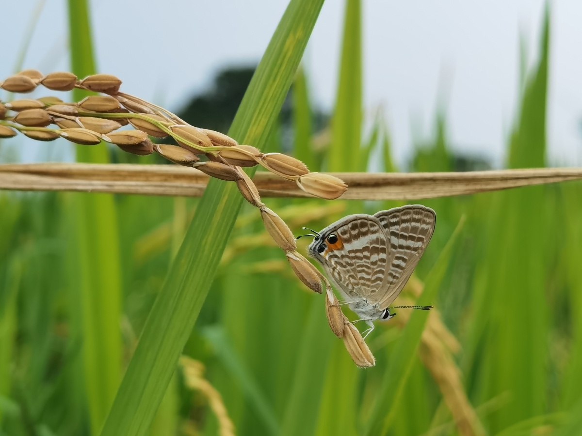 稻田里的蝴蝶
