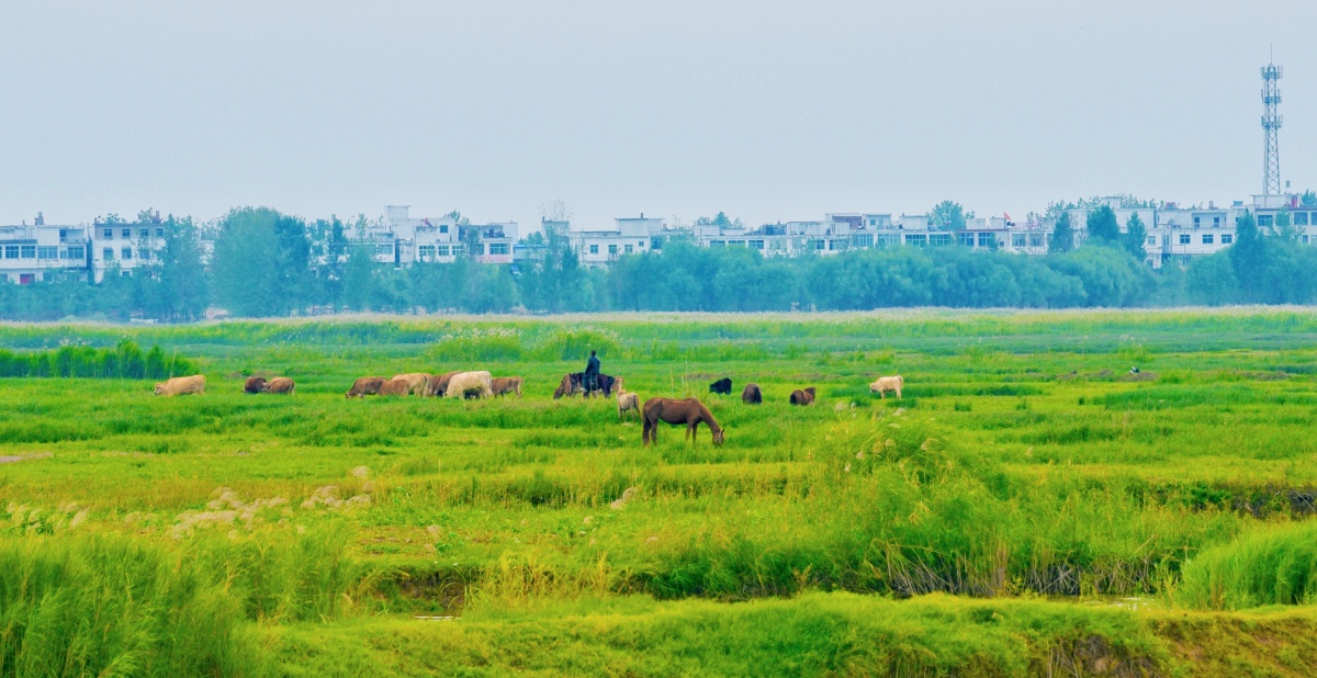 怡人遂携单反绕村落而走冒雨季行数里取平原美景摄十月之秋以此为记