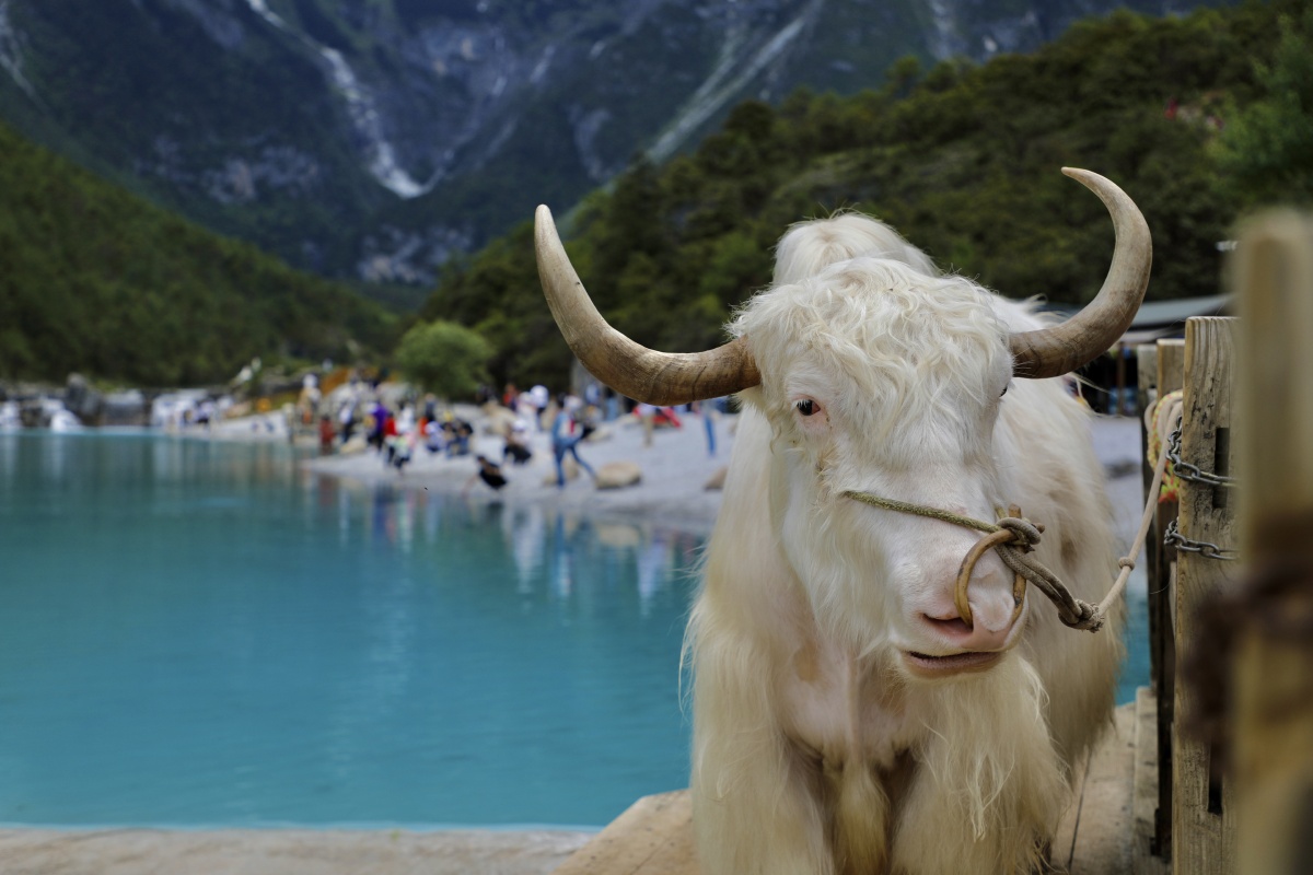 《丽江印象》 《蓝月谷牦牛》几乎原片直出,只简单动了下高光阴影.
