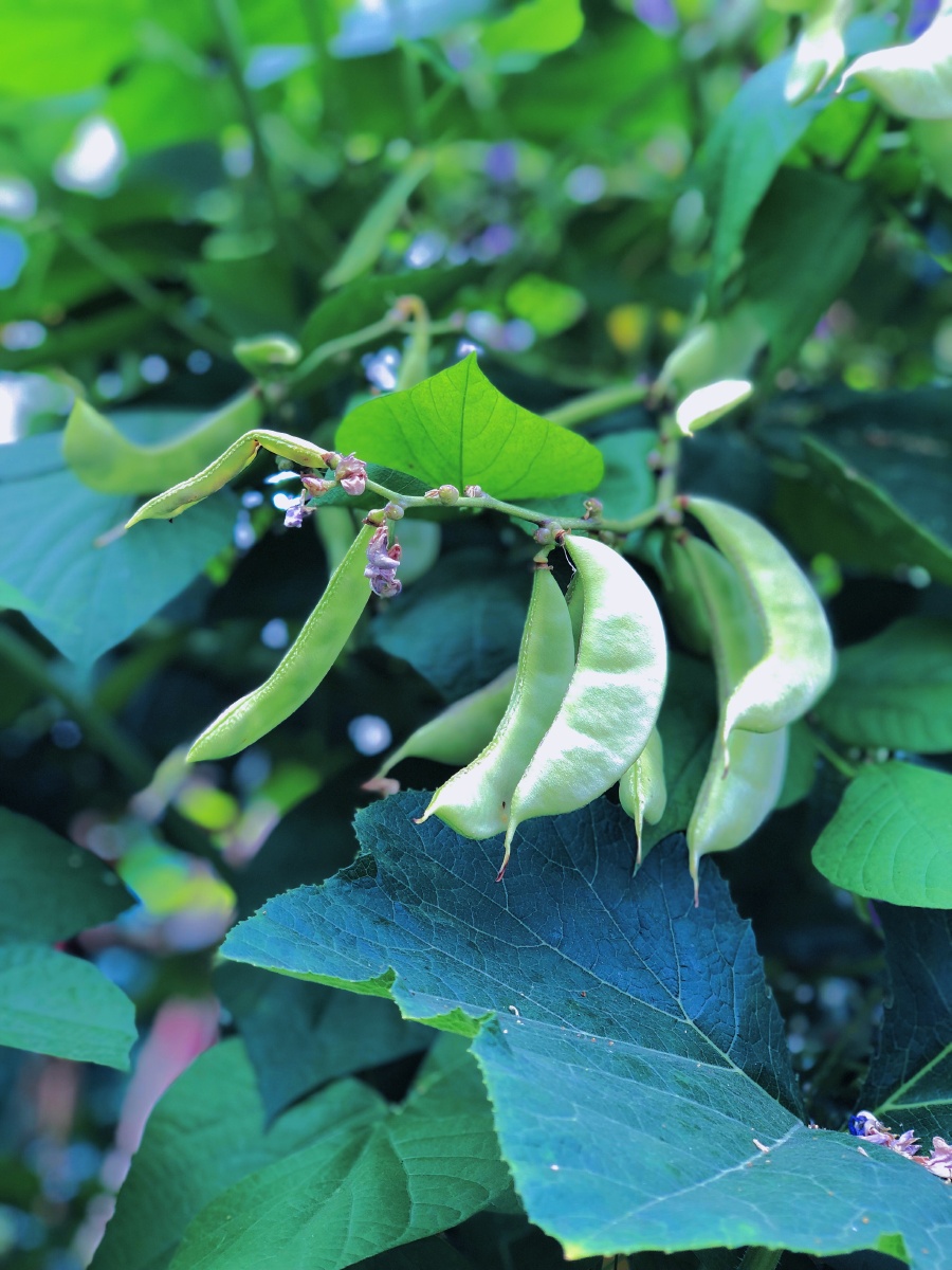 豆花香 - 衣锦夜行的薛老师 - 图虫