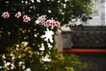 “一枝红杏出墙来”