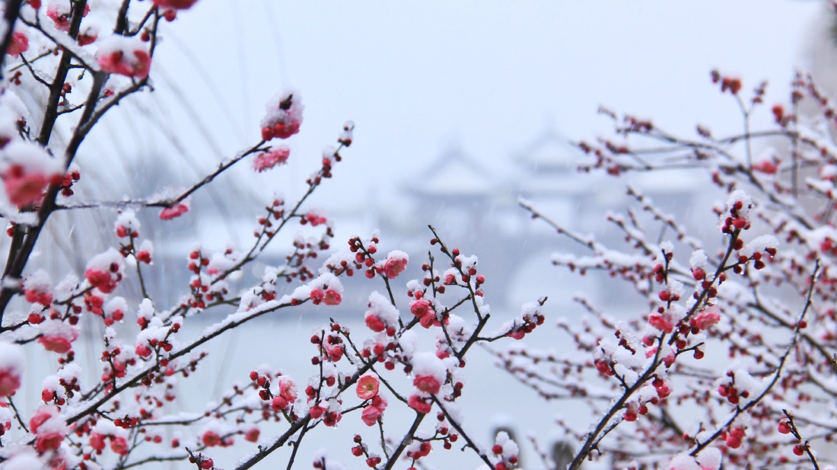 飞花迷人眼碎玉掩红绢瘦西湖的红梅迎着雪花盛放