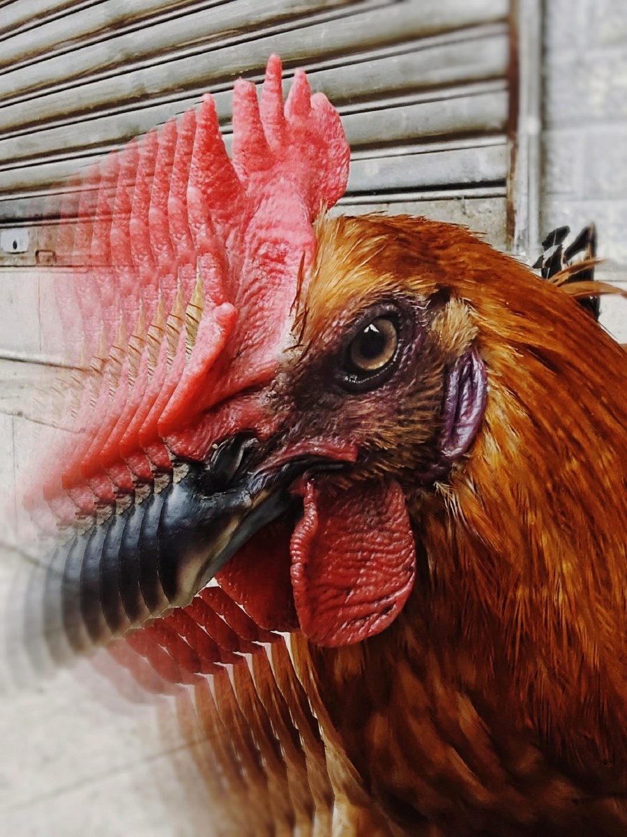 大红公鸡的眼神