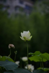 3C5F70FF-8806-44B6-9A37-C3B455D17C15/L0/001