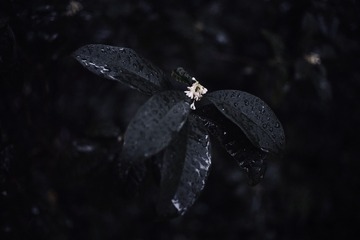 A060F281-5F2A-467E-A28C-6F7F9914DC8A/L0/001