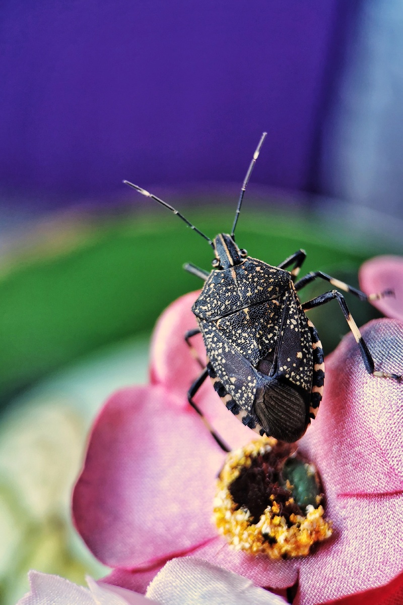 椿象也叫臭姑娘,还有人称之为九香虫,有些地方还把它炒熟作为一种药用