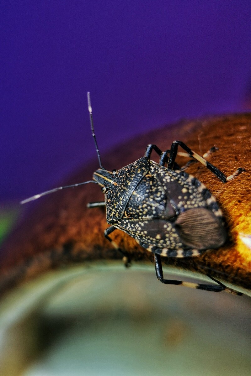 椿象也叫臭姑娘,还有人称之为九香虫,有些地方还把它炒熟作为一种药用