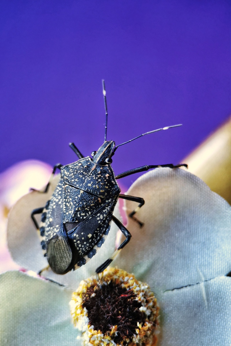 椿象也叫臭姑娘,还有人称之为九香虫,有些地方还把它炒熟作为一种药用