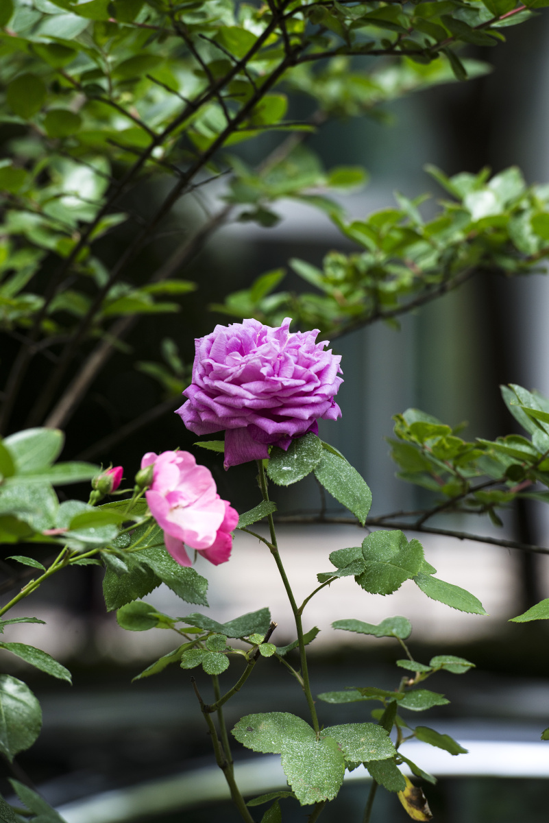 小区里的月季花