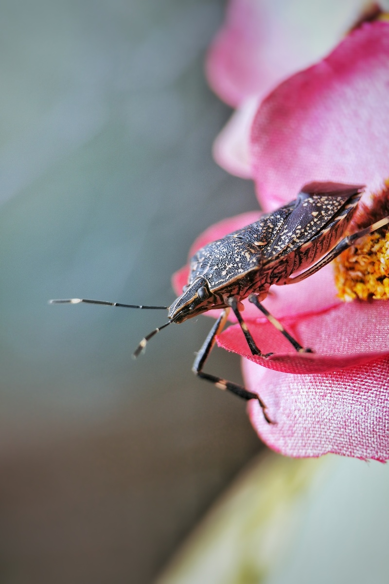 椿象也叫臭姑娘,还有人称之为九香虫,有些地方还把它炒熟作为一种药用