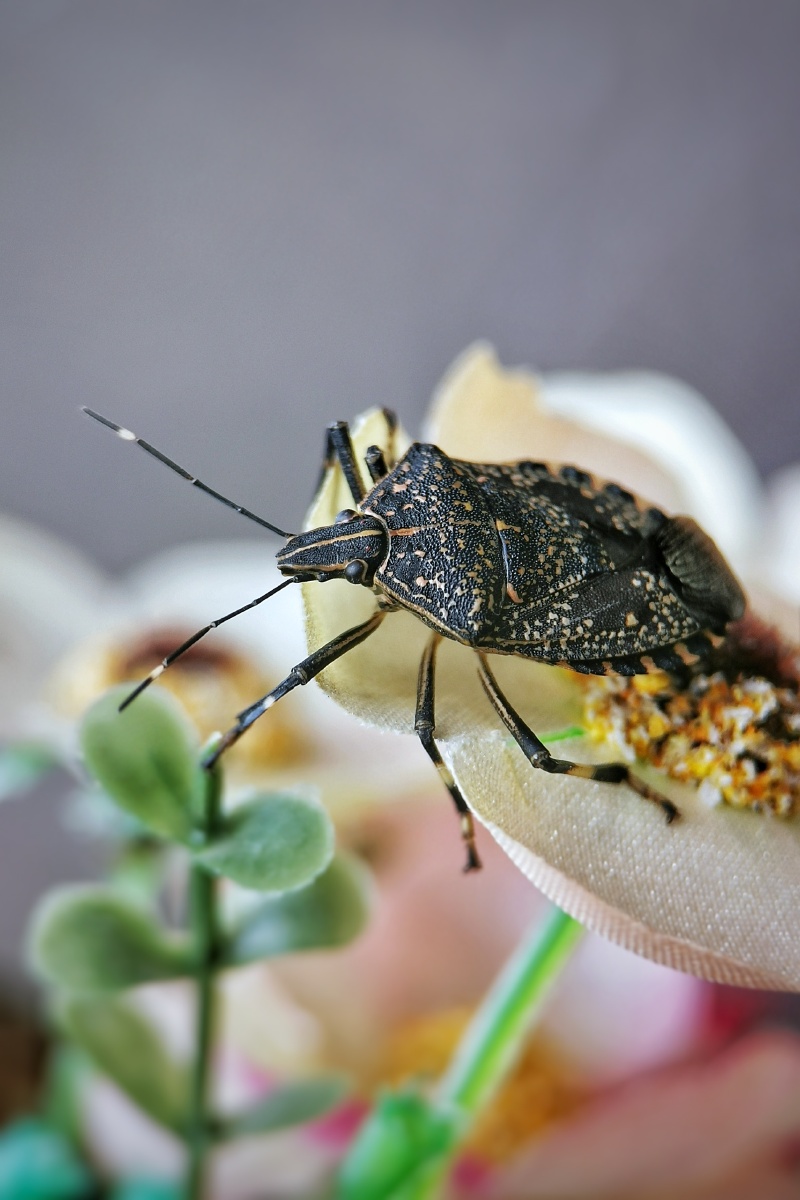 椿象也叫臭姑娘,还有人称之为九香虫,有些地方还把它炒熟作为一种药用