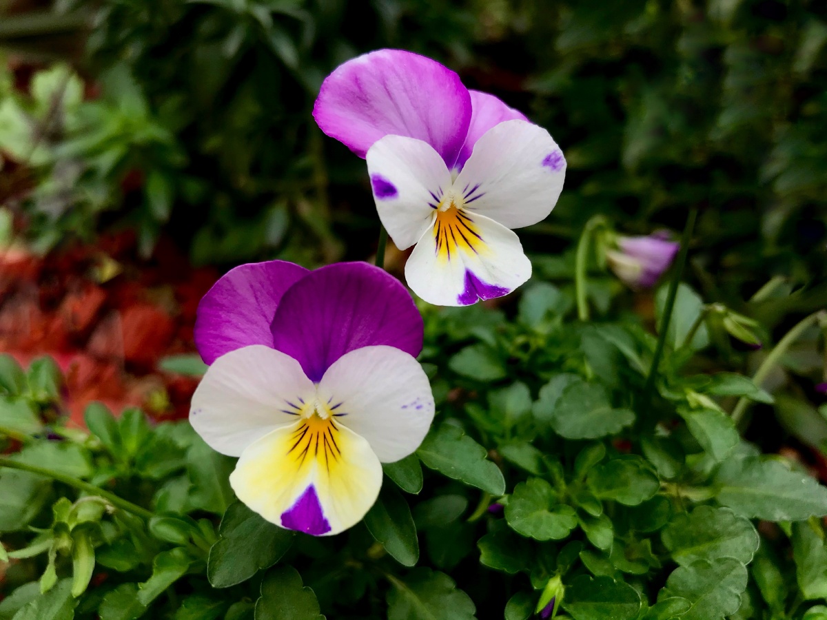 三色堇……我喜欢00 - 摄影师王老实 - 图虫