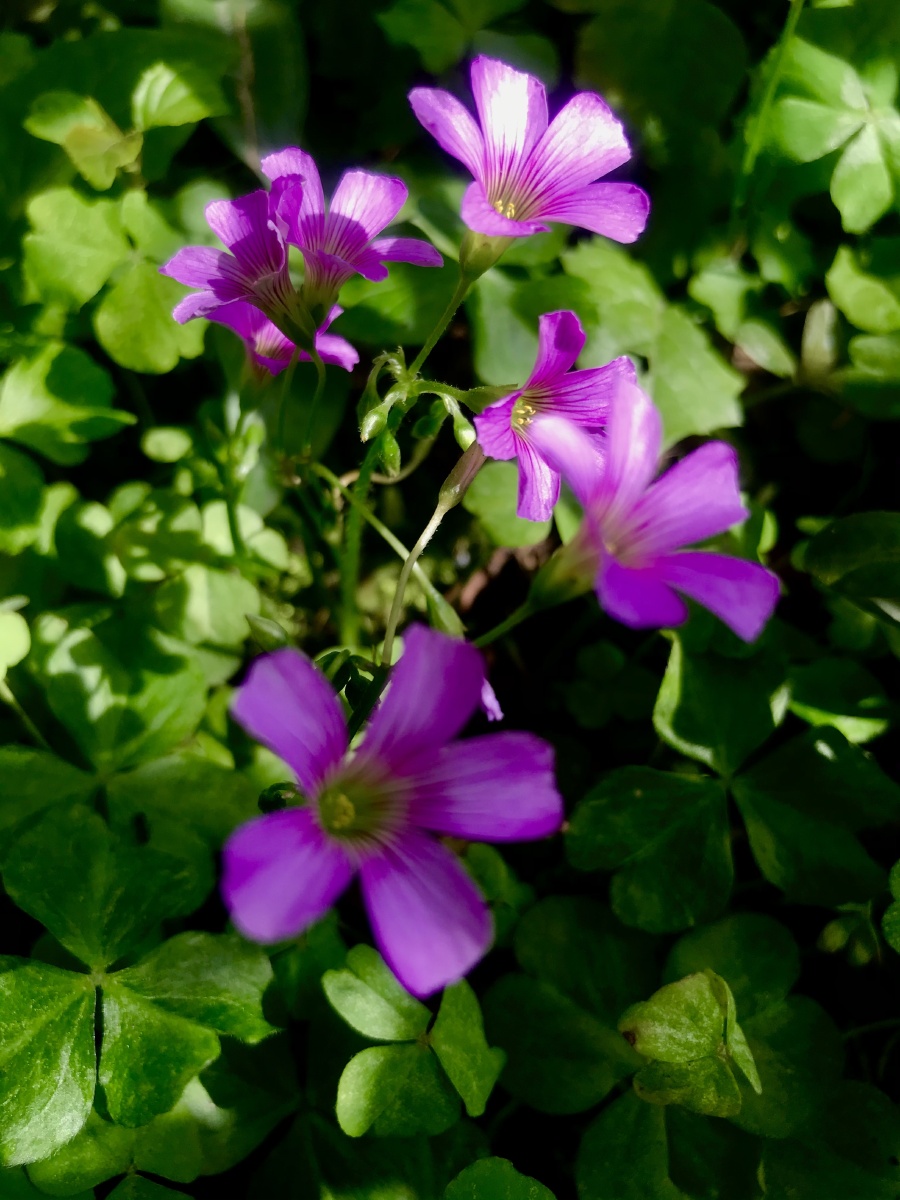 酸酸的酢浆草小时候的味道又叫酸酸草
