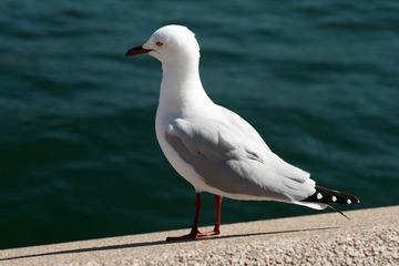 78147
